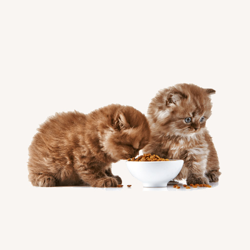 Hrana uscata pisici
